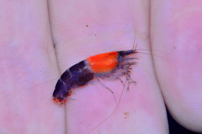 Caridina sp.2